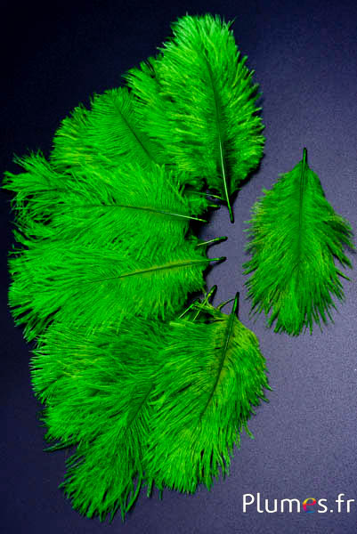 Strauss Bellies - 8-13 cm - limettengrün